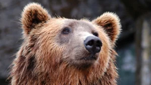 krafttier baer