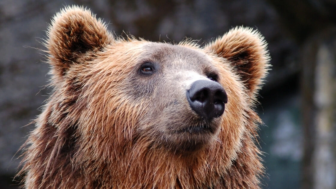 Krafttier Bär: Mutig gesunde Grenzen setzen