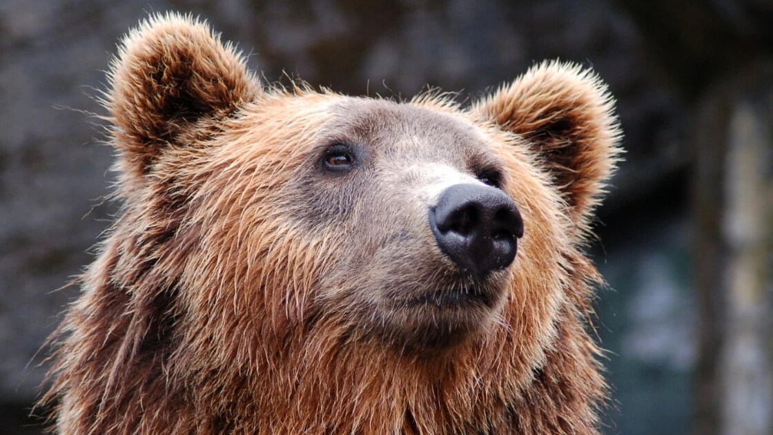 Krafttier Bär: Mut & gesunde Grenzen