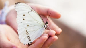 krafttier schmetterling