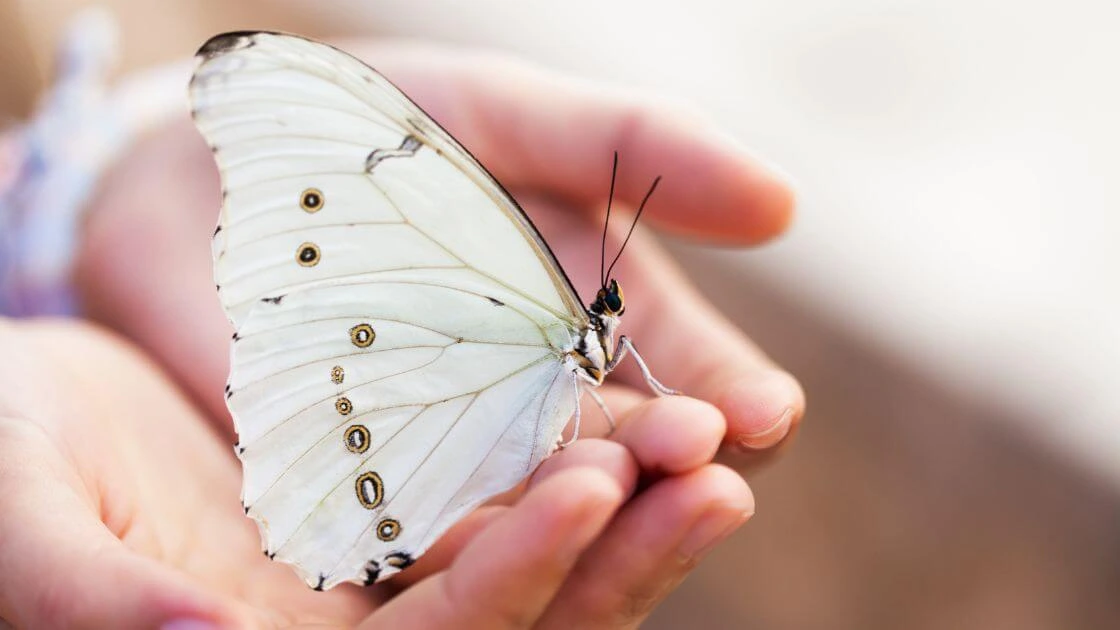 krafttier schmetterling