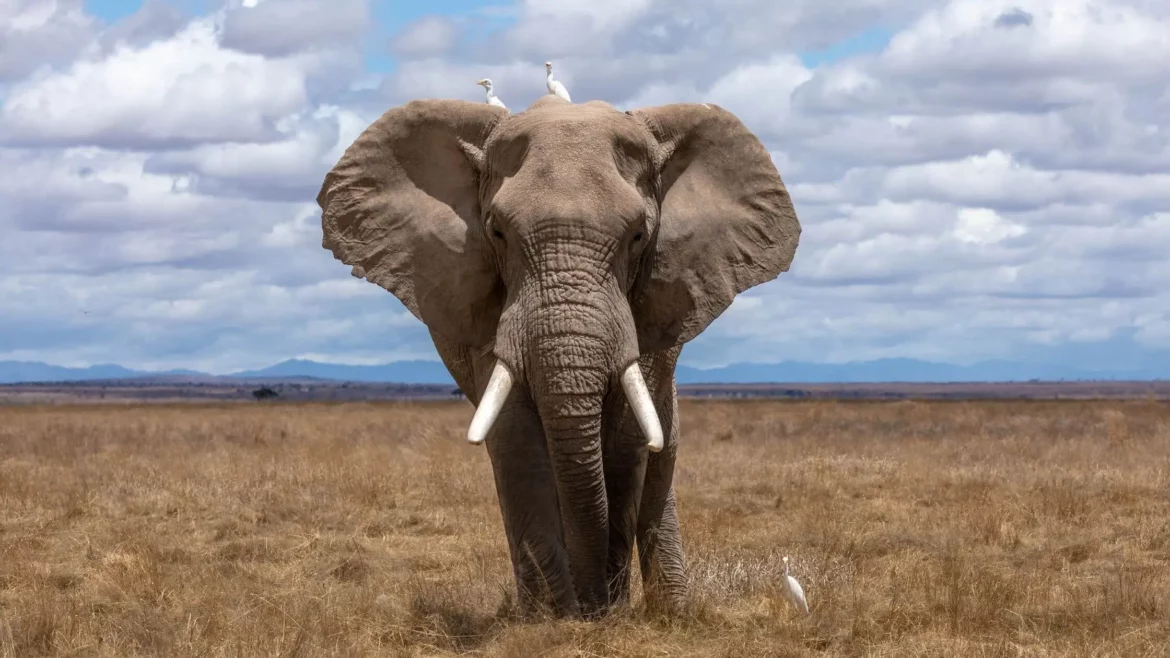 Krafttier Elefant: Weisheit & Kraft