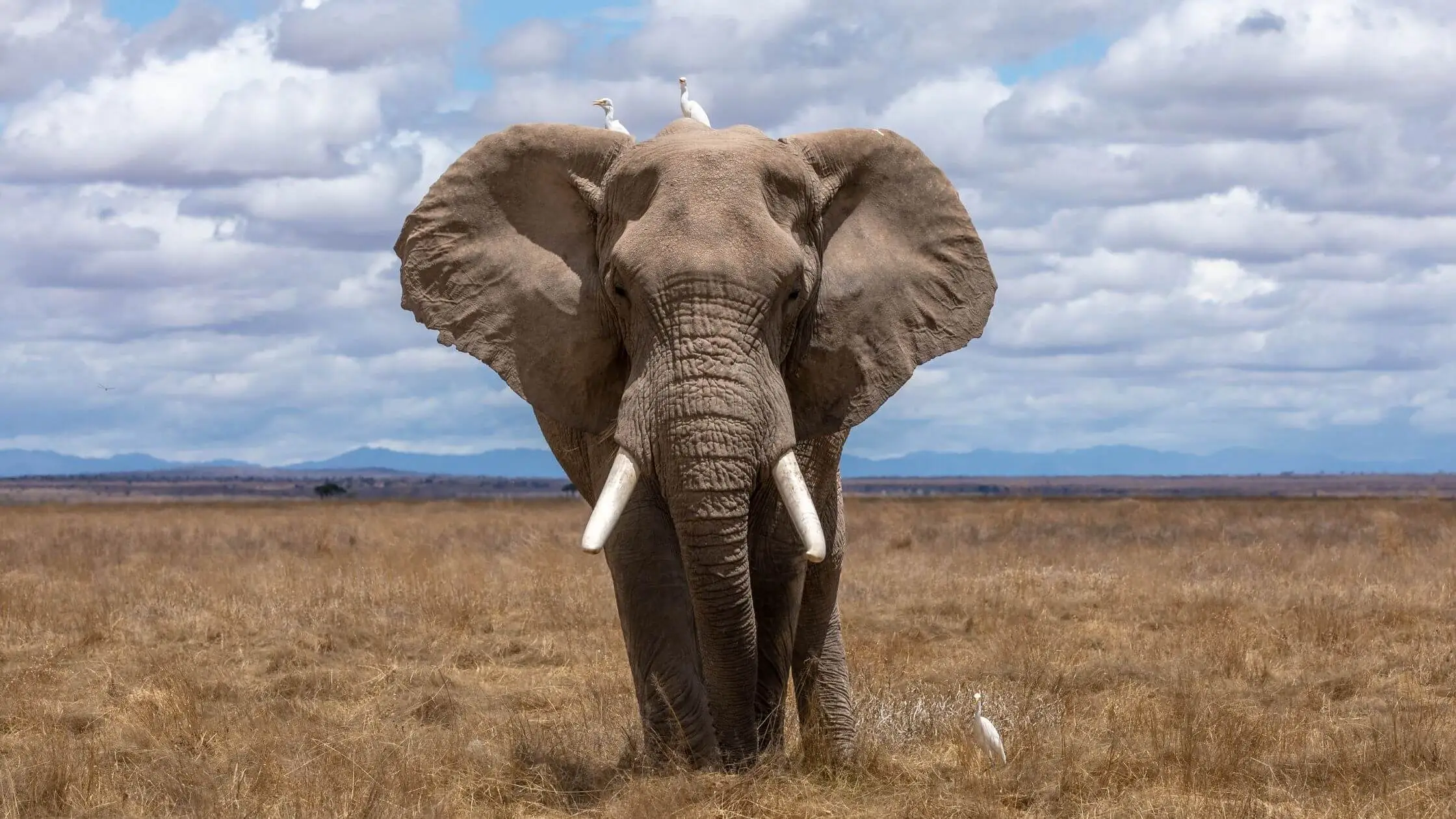 Krafttier Elefant