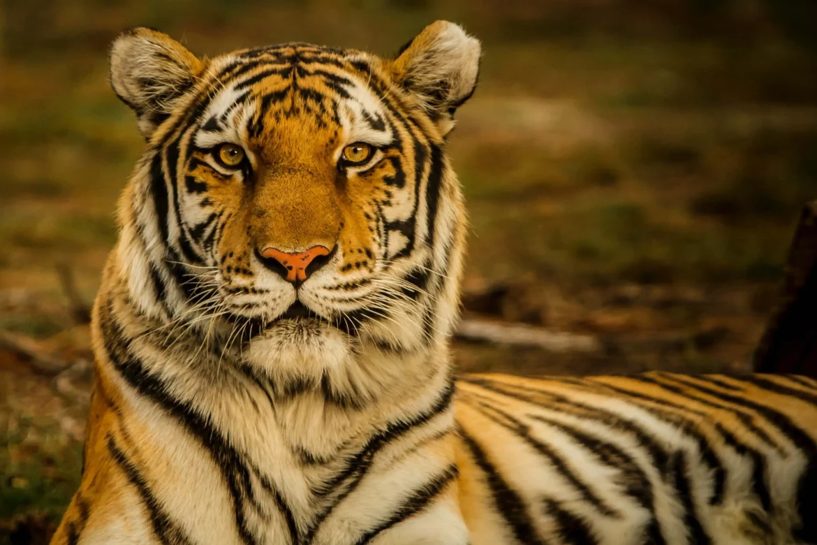 Krafttier Tiger: Kampfgeist