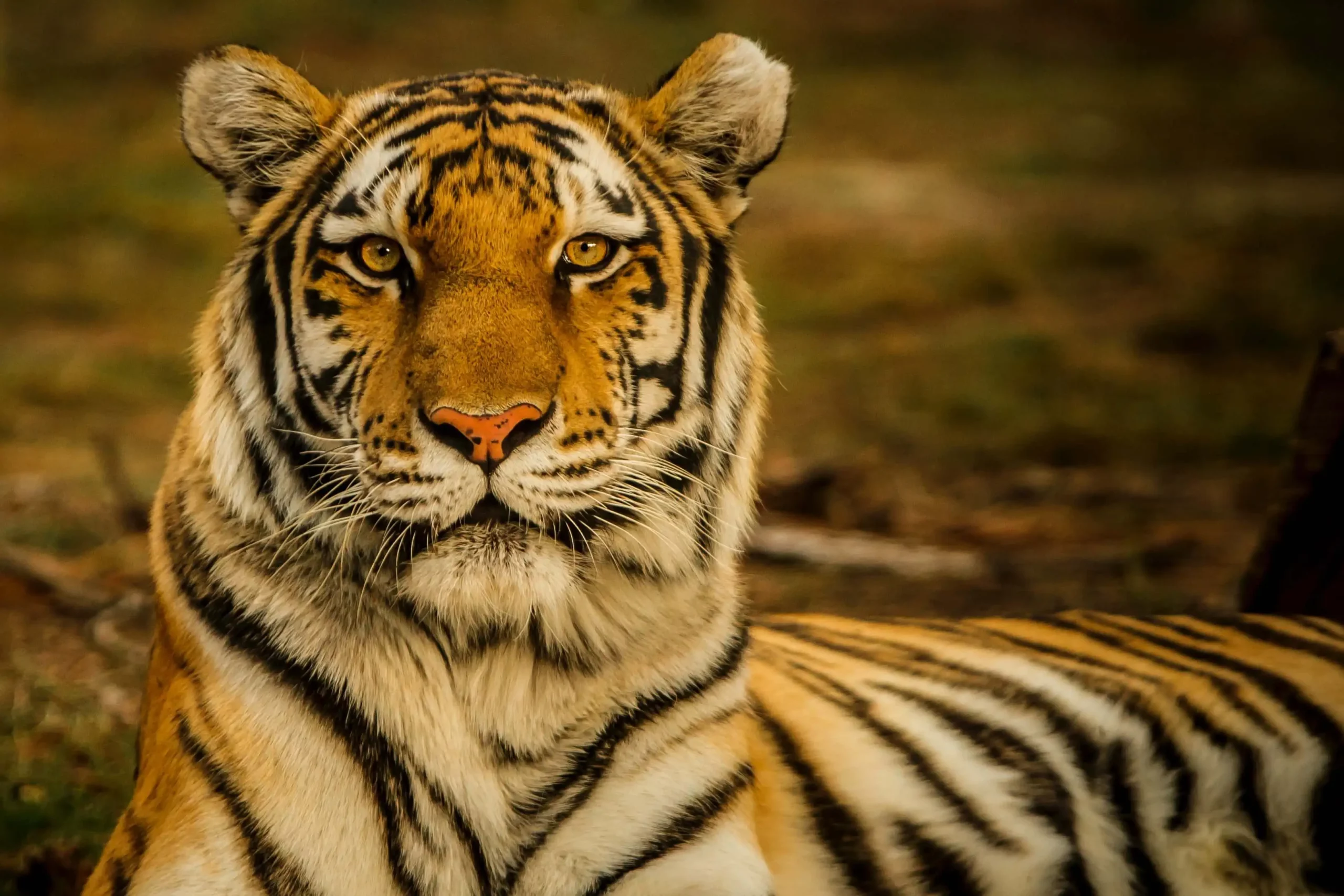 Krafttier Tiger