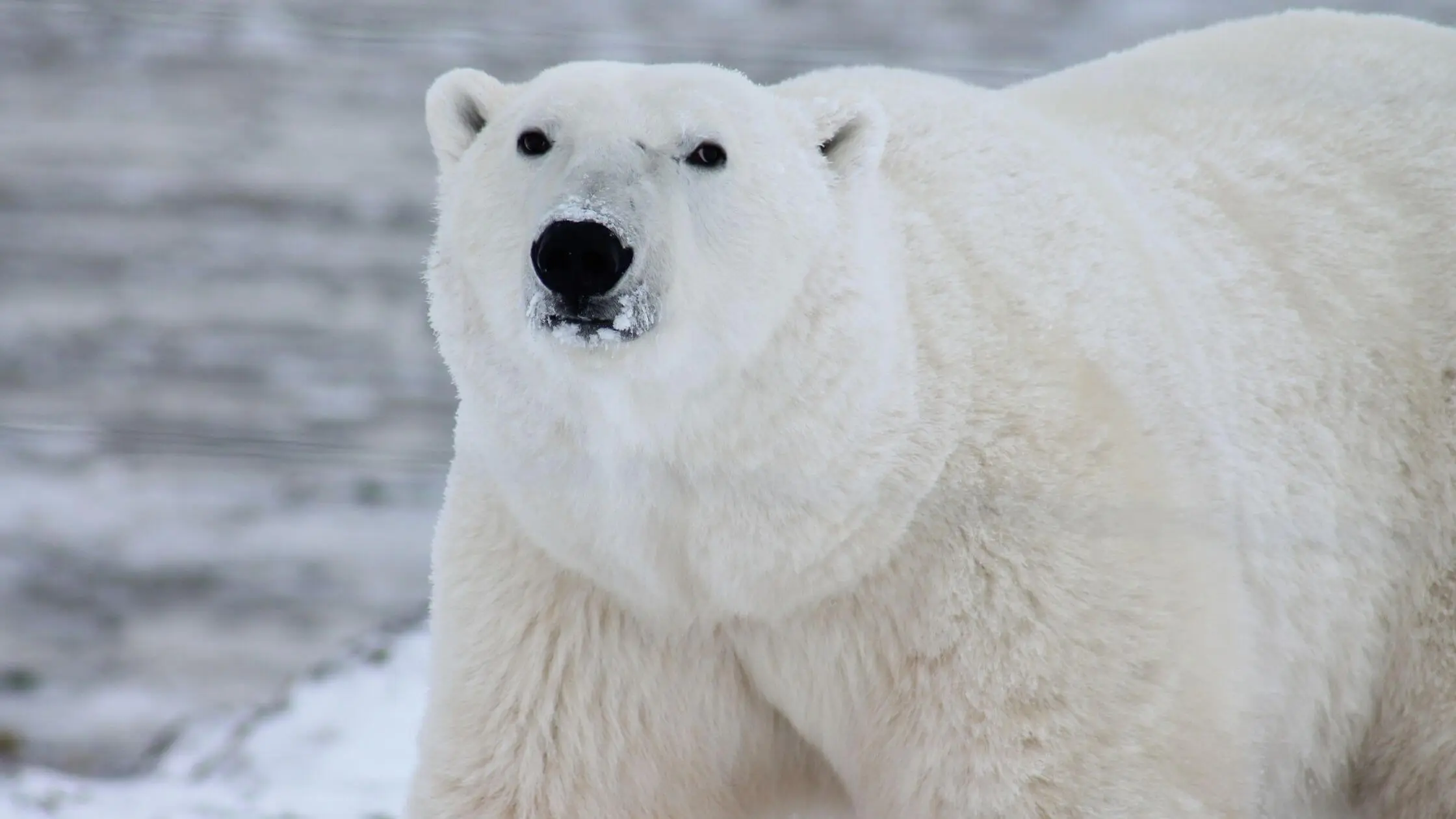 Krafttier Eisbär