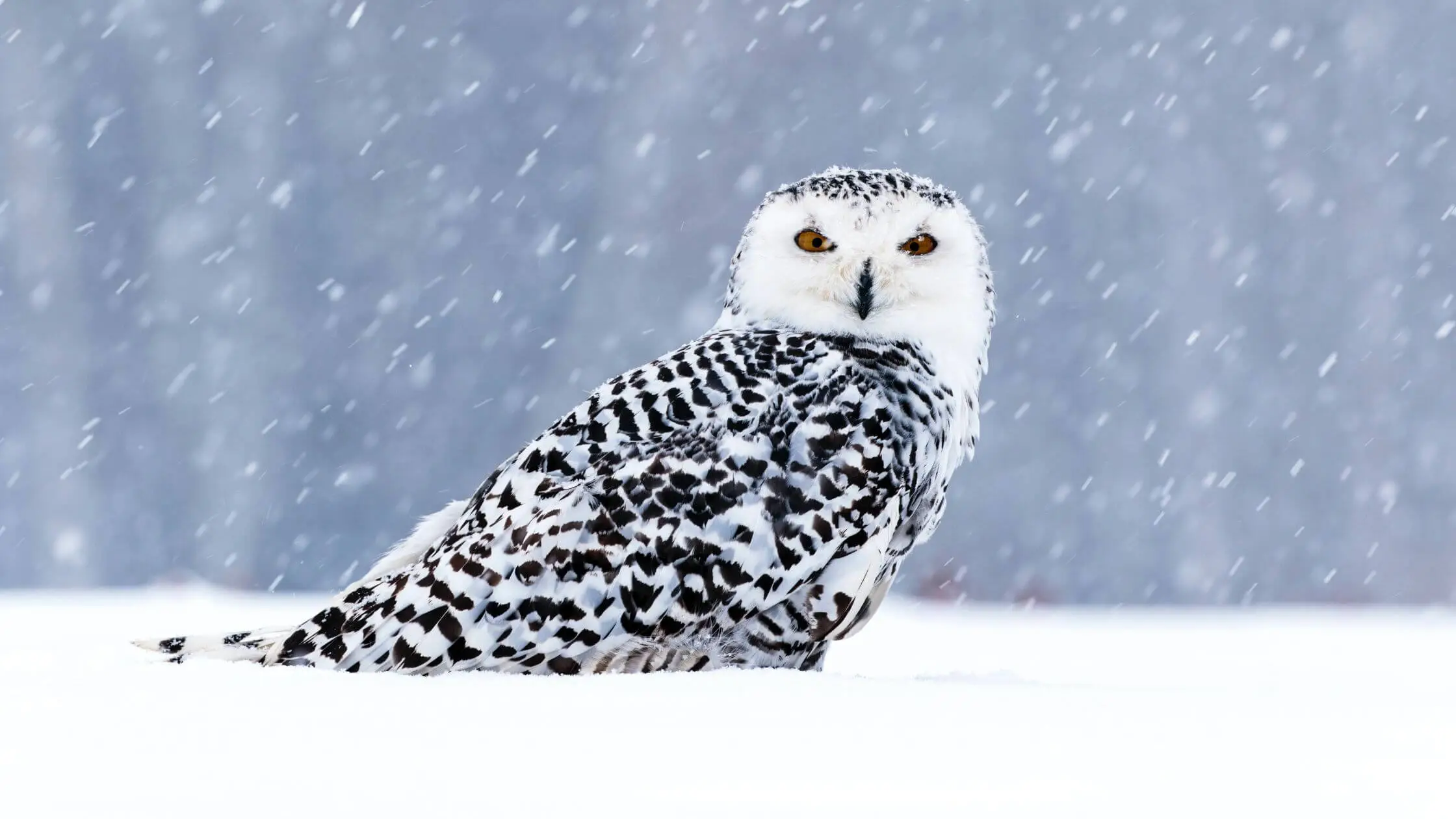 schneeeule-krafttier-eule.webp