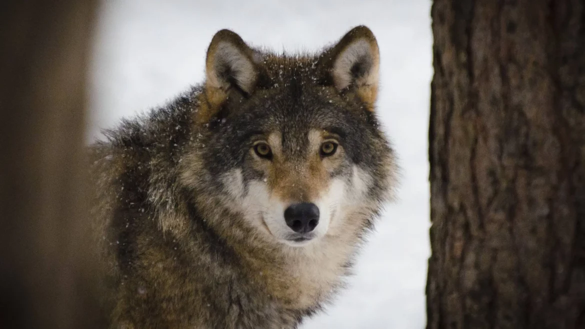 Krafttier Wolf: Führung & Familie