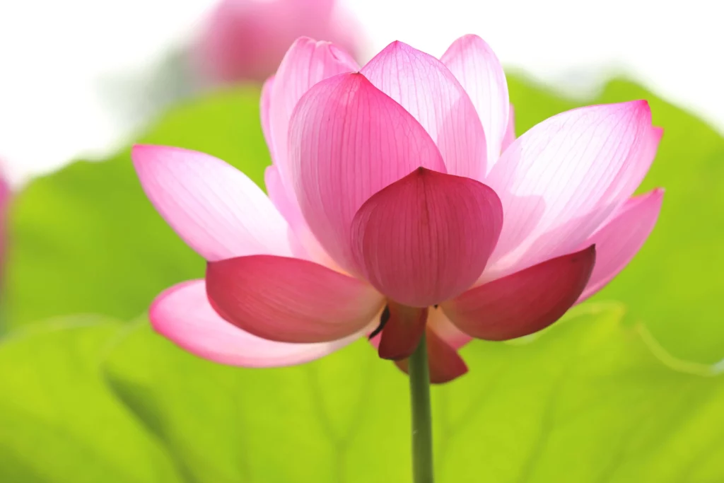 coaching nlp