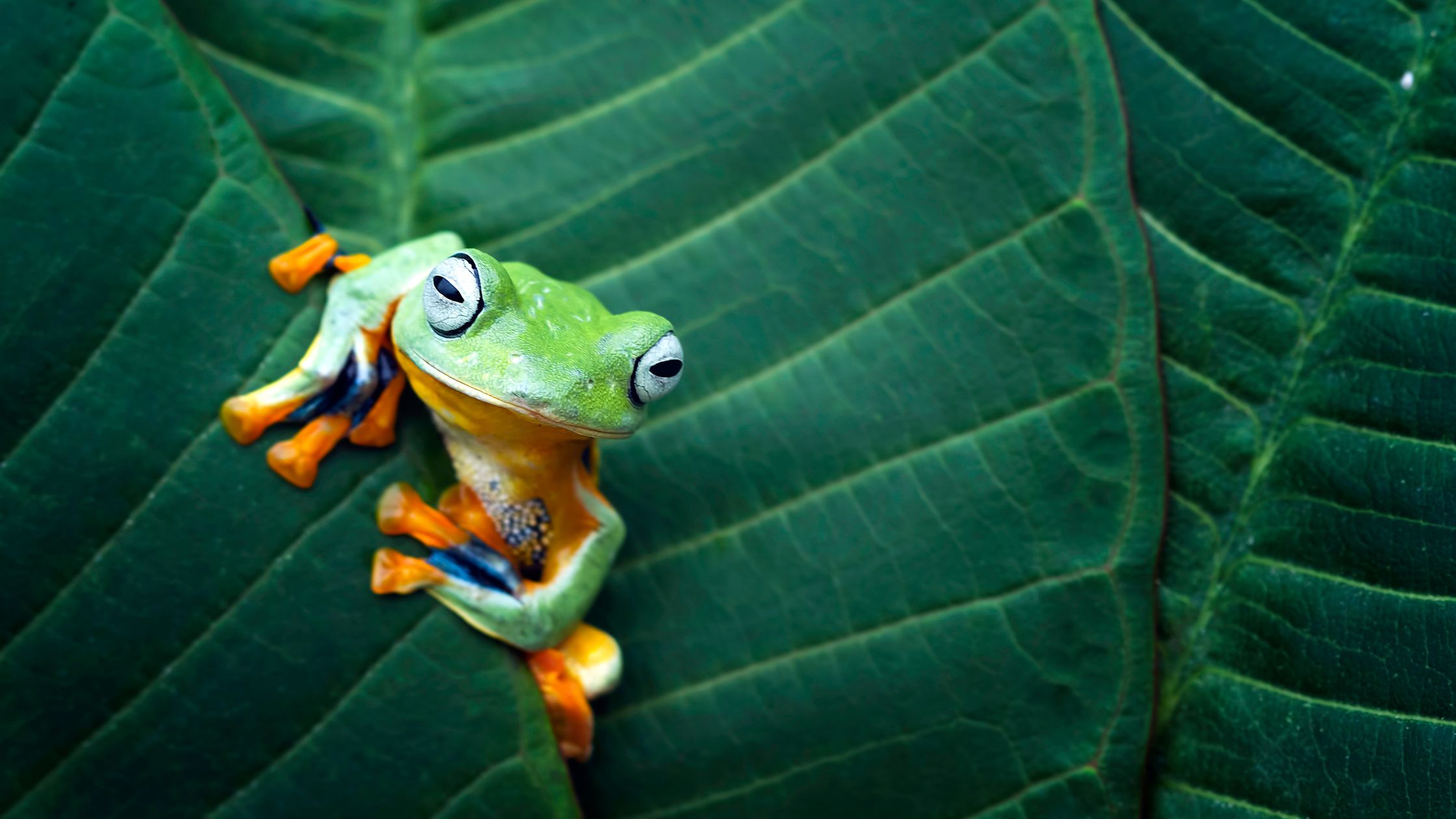 Krafttier Frosch