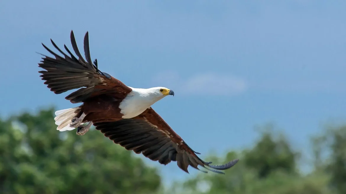 krafttier adler