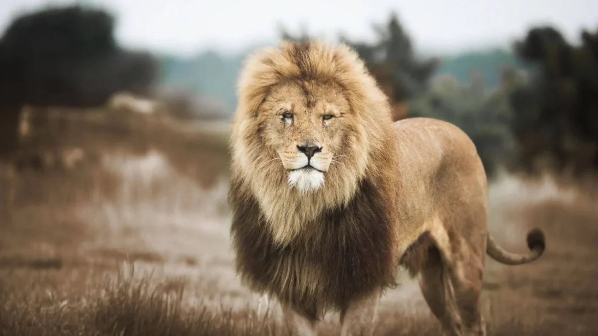 Krafttier Löwe: König der Wildnis 