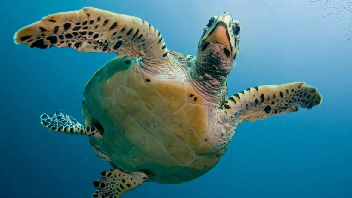 Krafttier Schildkröte: Langlebigkeit & Flow