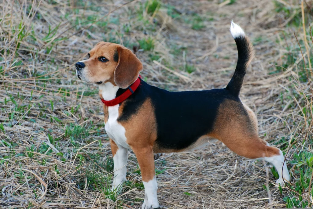 Beagle Krafttier