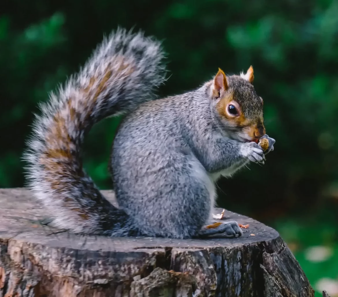 Krafttier Eichhörnchen: Vom Baum zur Seele