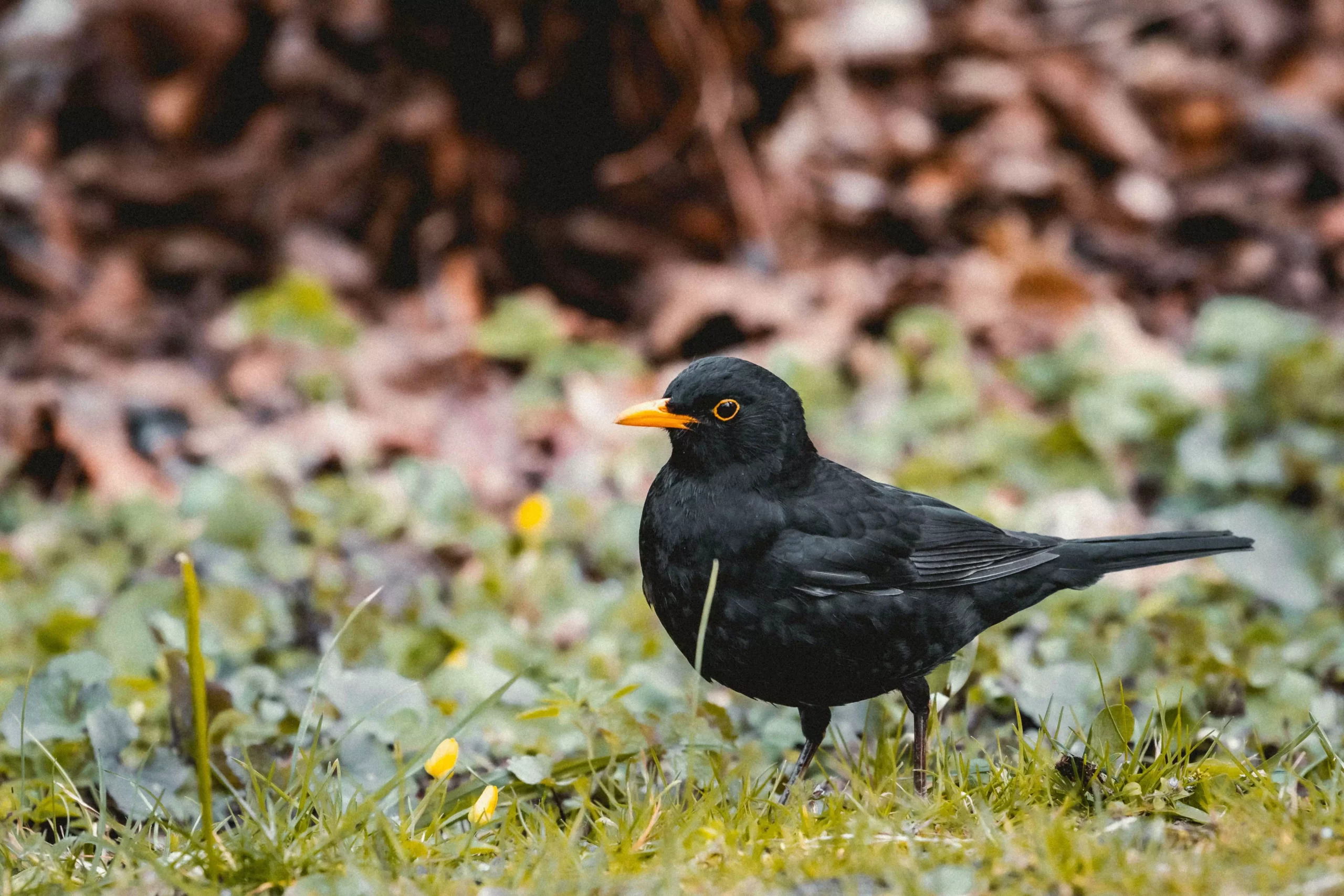 Krafttier Amsel