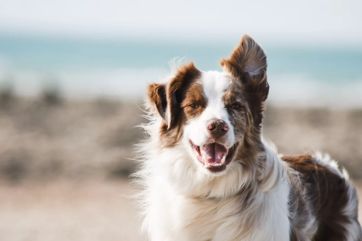 Krafttier Hund: Treuer Begleiter