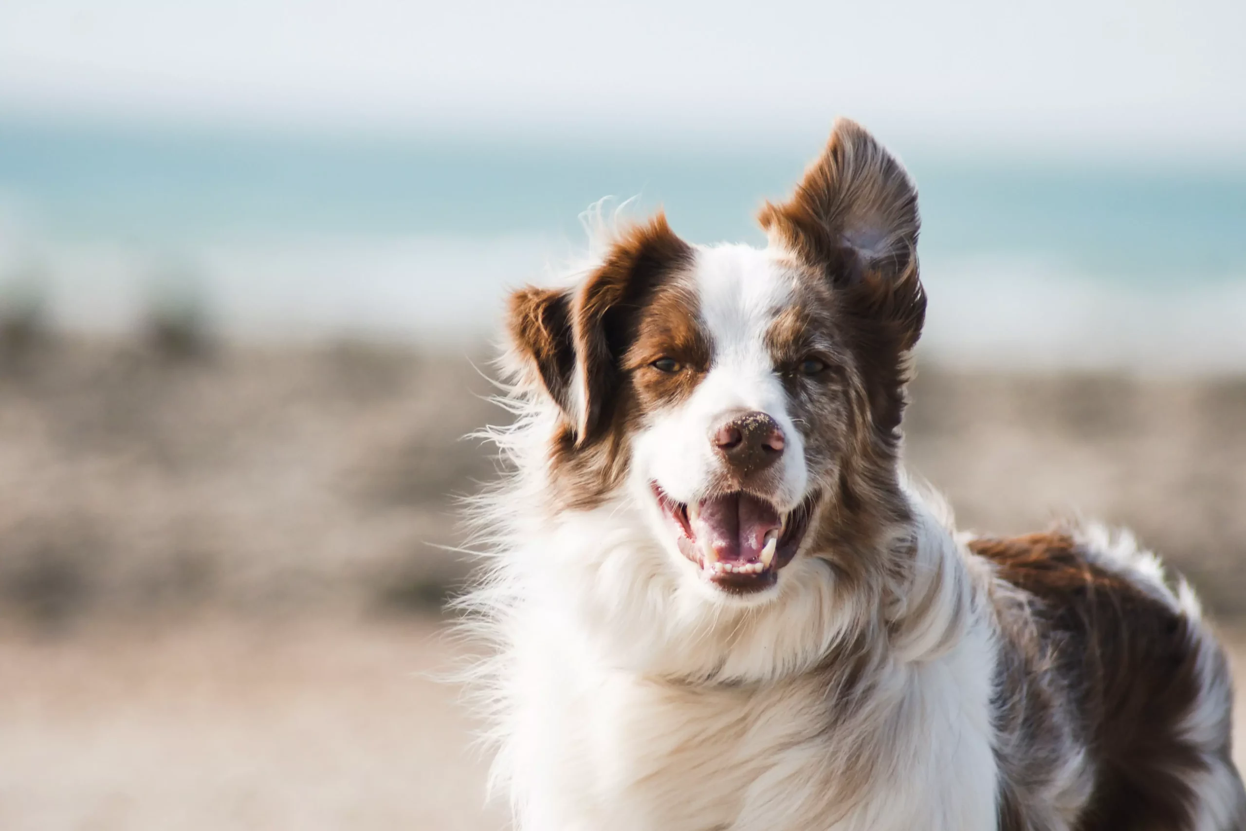 Krafttier Hund