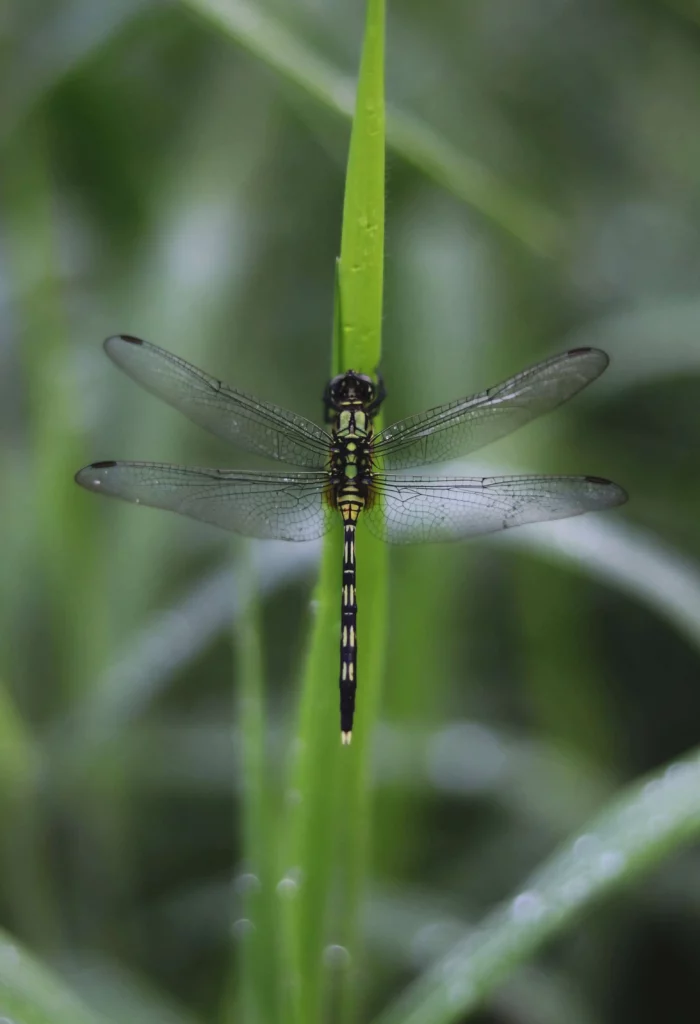 krafttier libelle