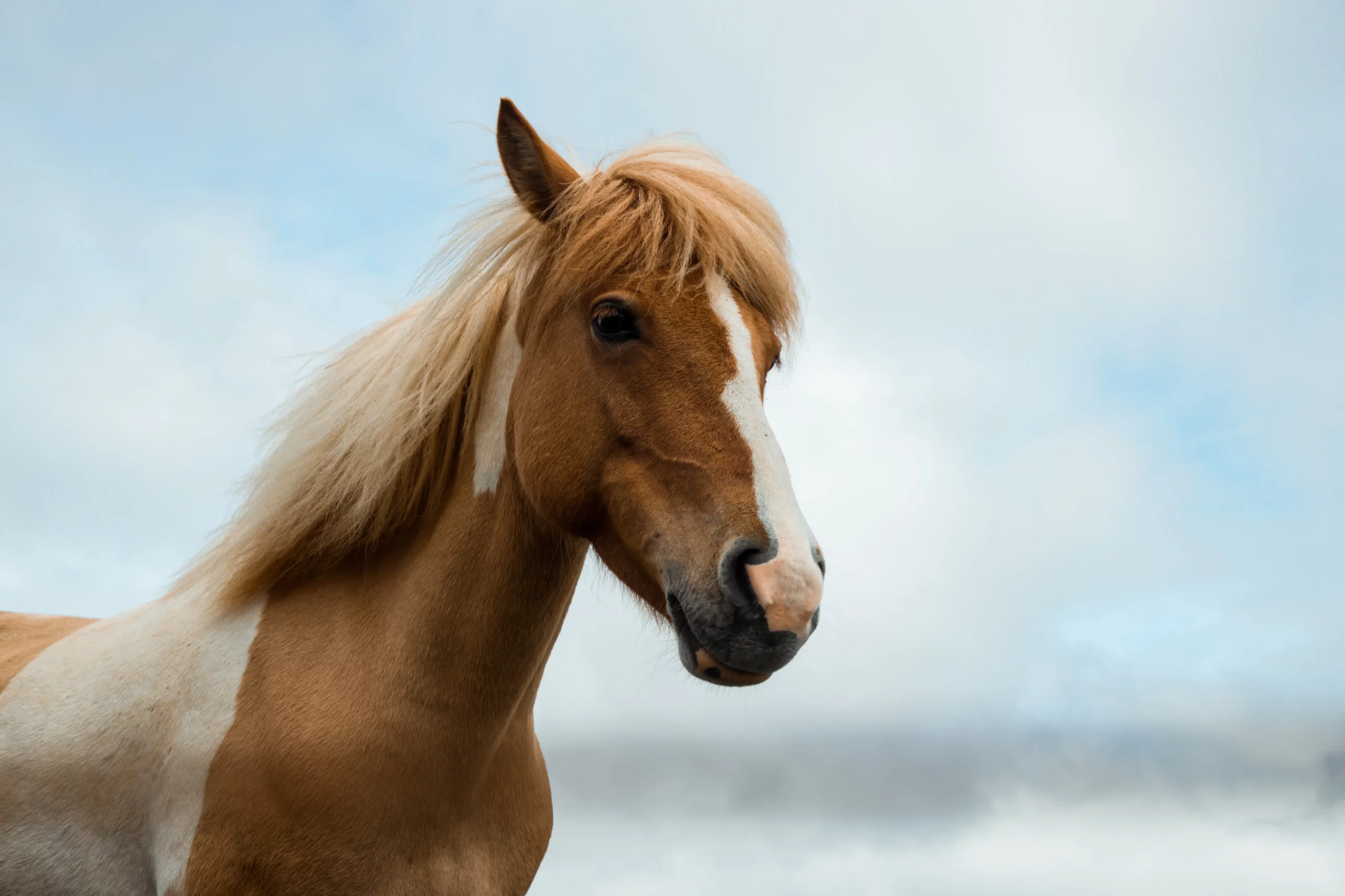 Krafttier Pferd