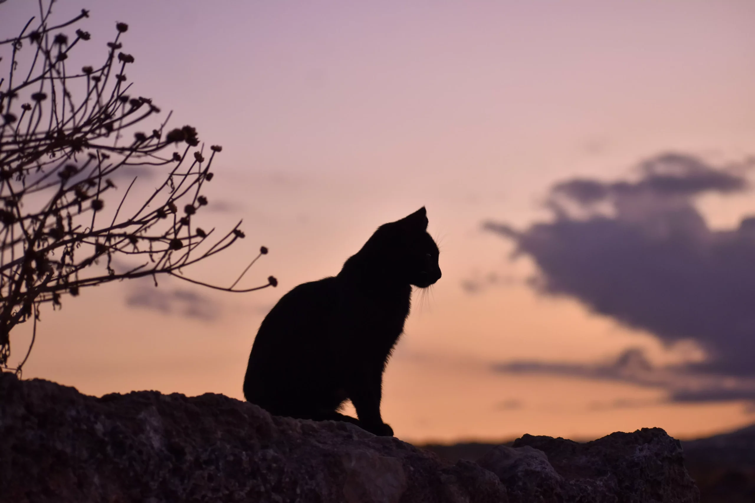 Krafttier Katze