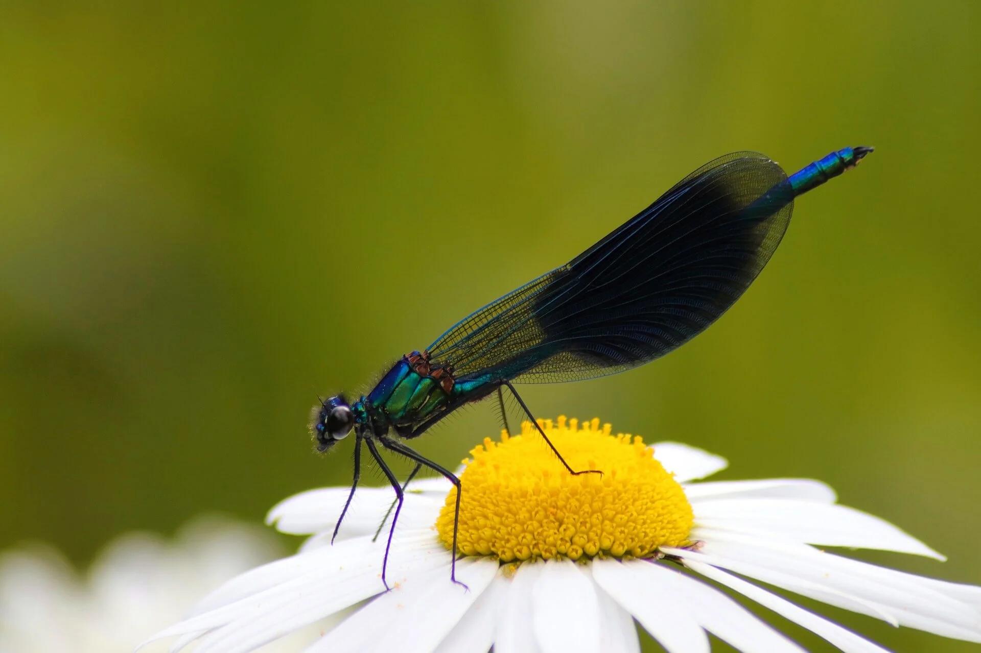 Krafttier Libelle