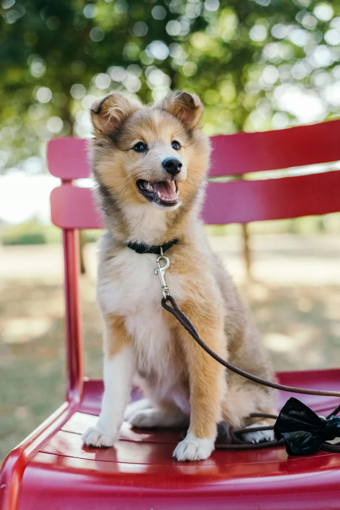 Schäferhund