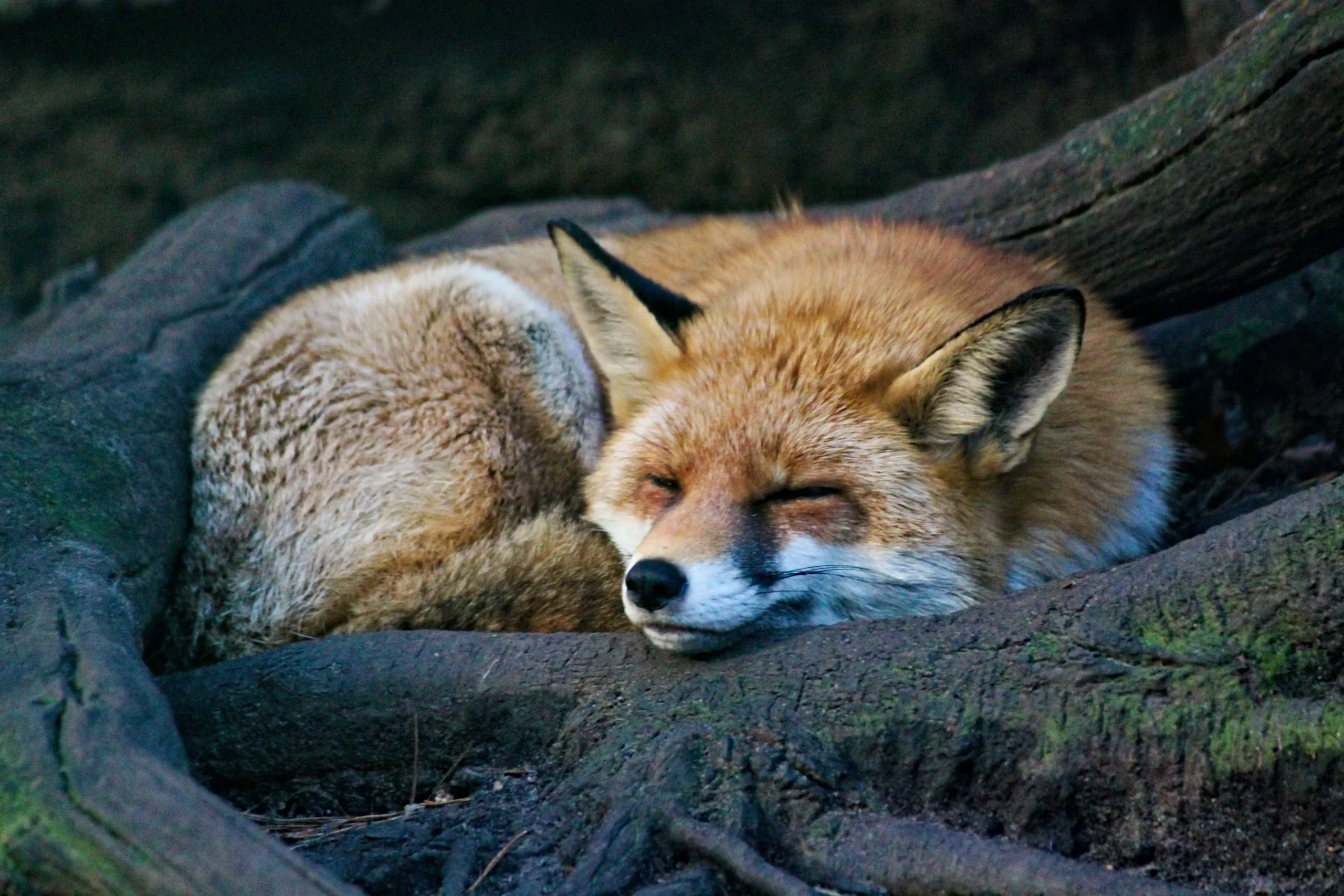 Krafttier Fuchs