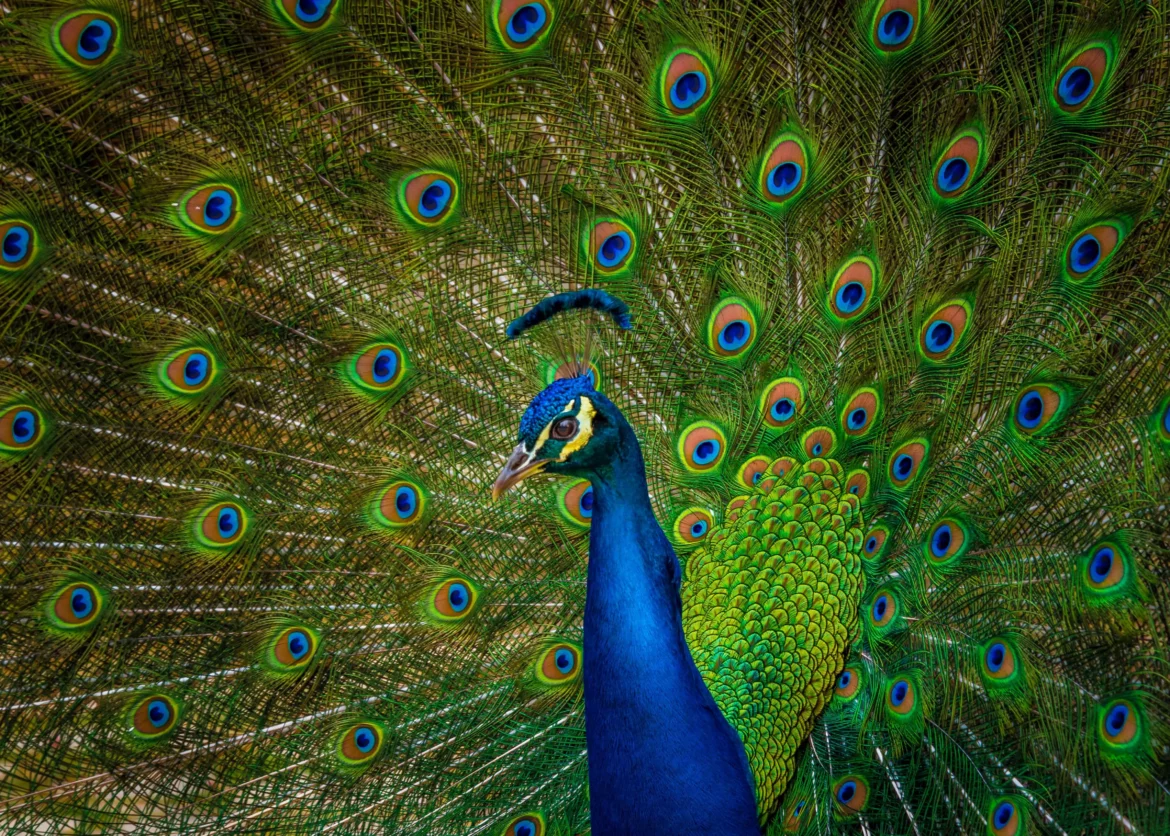 Krafttier Pfau: Symbol für Schönheit, Stolz & Spiritualität