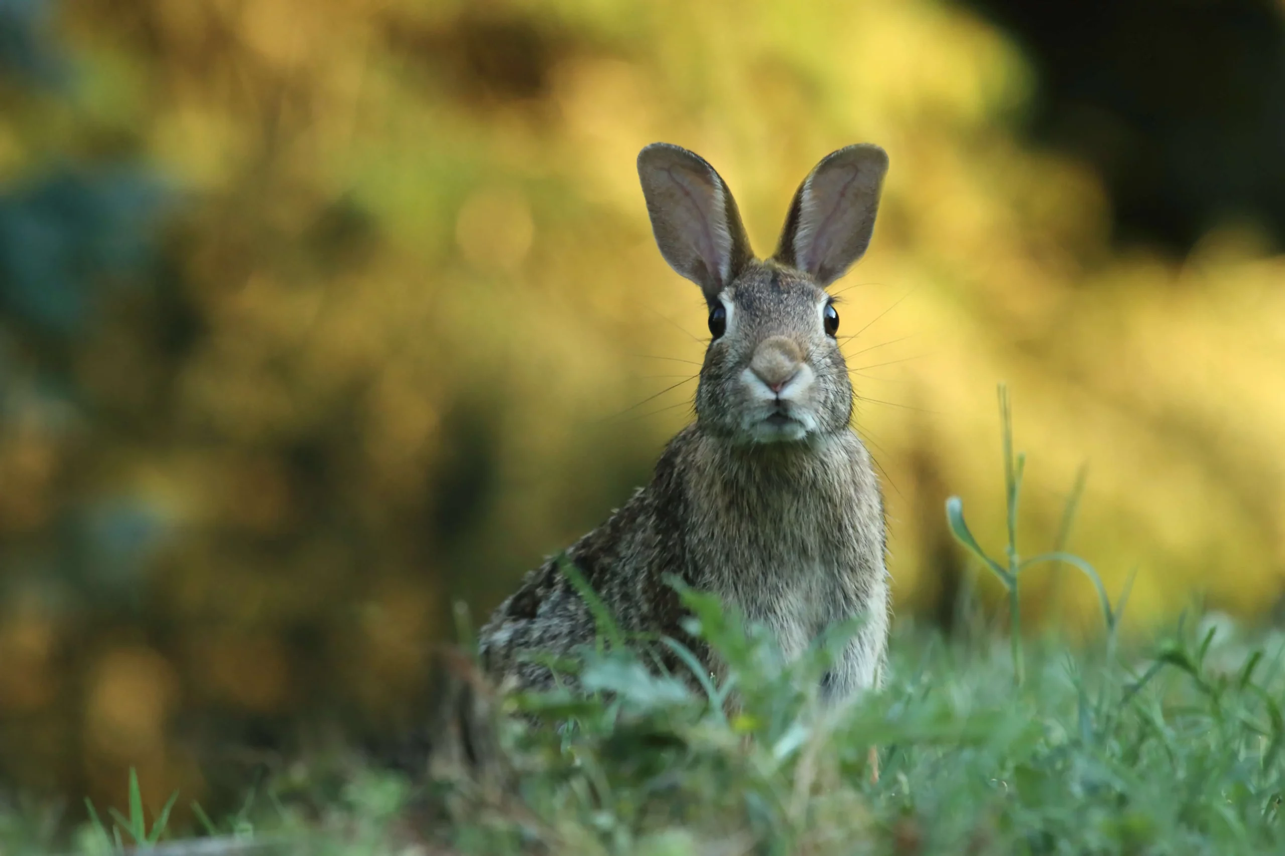 Krafttier Hase