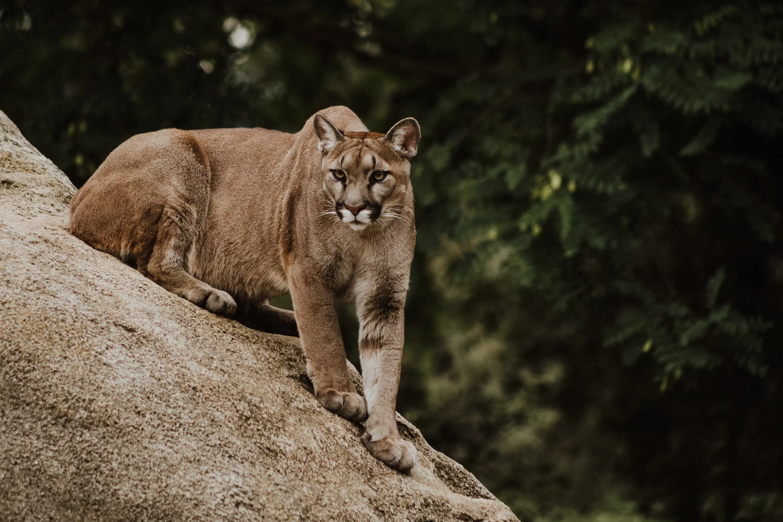 Krafttier Puma