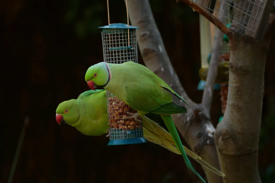 Krafttier Papagei: Die Magie der farbenfrohen Gefährten