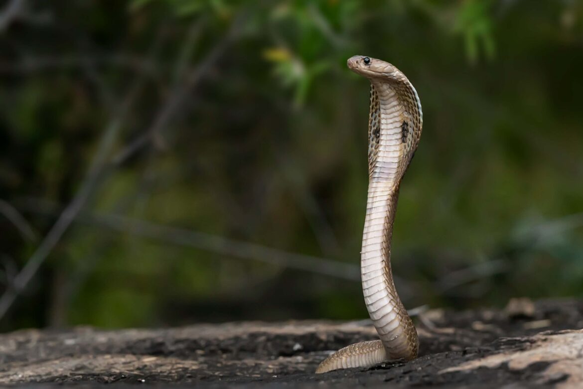 Krafttier Kobra: Symbol für Königlichkeit & Heilung