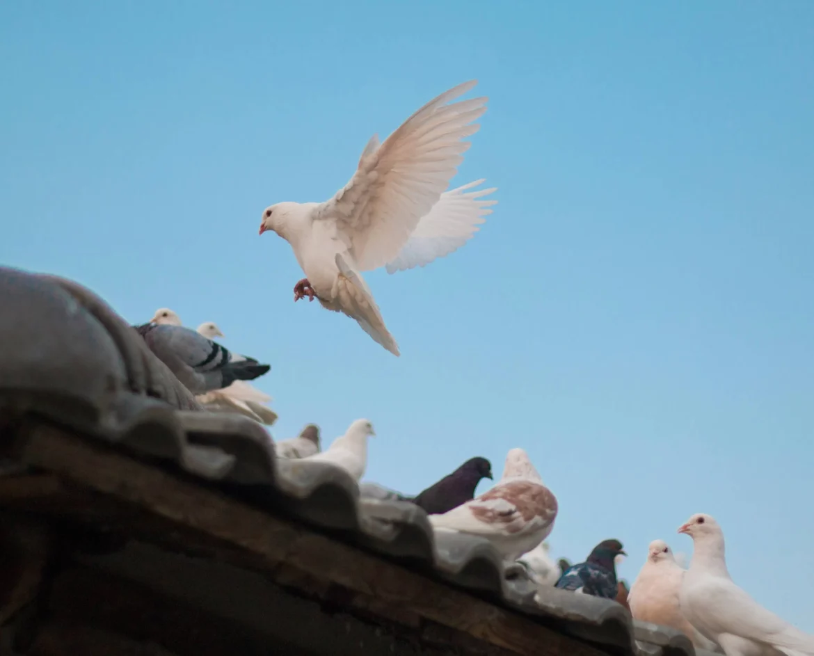 Krafttier Taube: Symbol für Frieden