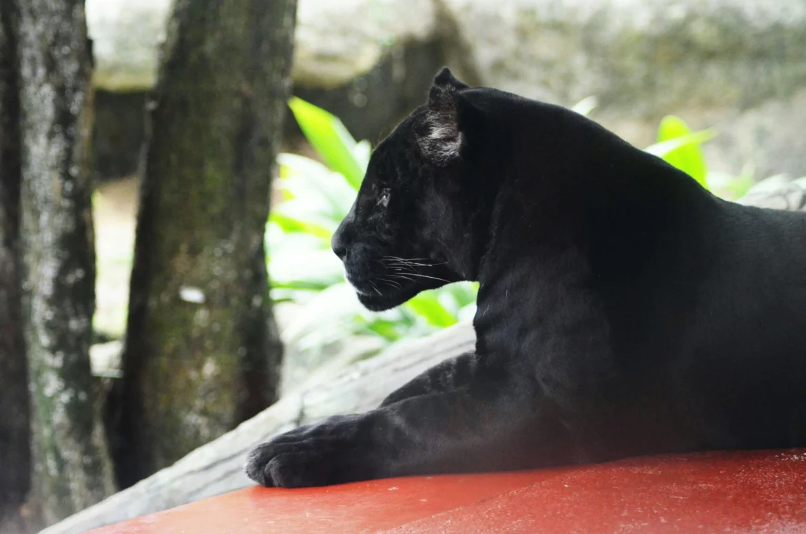 Krafttier schwarzer Panther: Geheimnisvolle Wegbegleiter