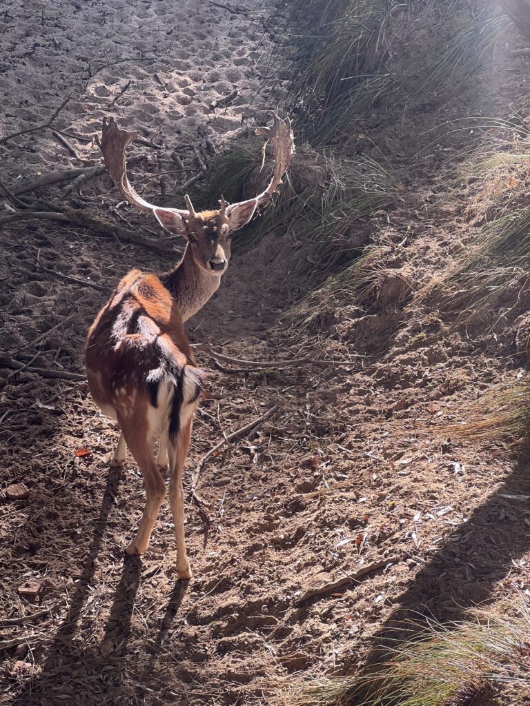 tapada de mafra krafttier hirsch