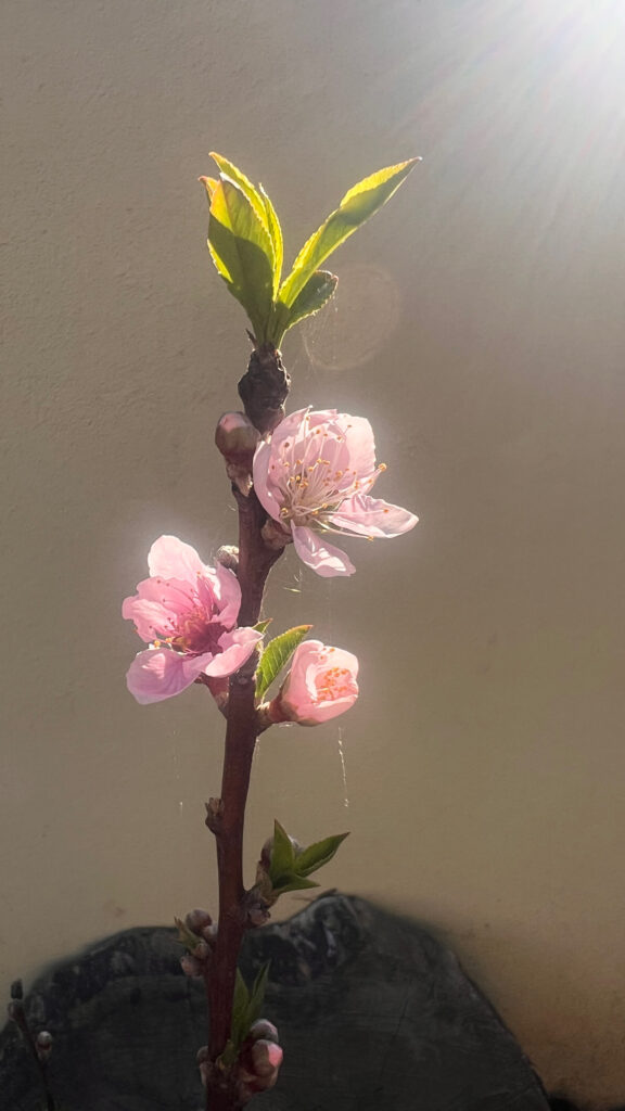 vegetation in portugal