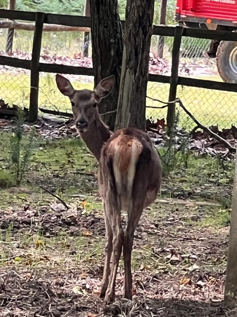 Reh im Naturpark Tapada de Mafra