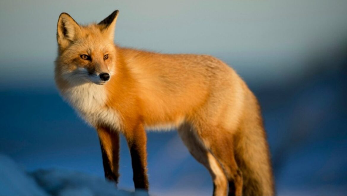 Tiere als Botschafter: Was dir ein Tier sagen will